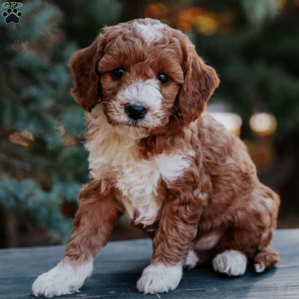 Tripp, Mini Goldendoodle Puppy