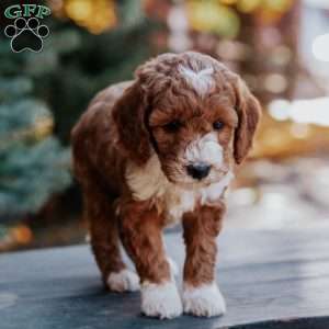 Tripp, Mini Goldendoodle Puppy