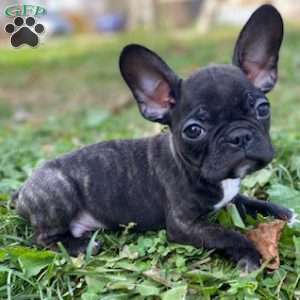 Bandit, Frenchton Puppy