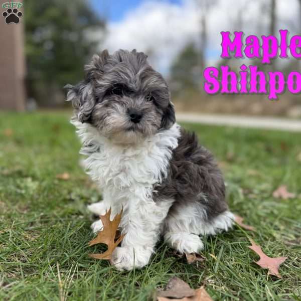 Maple, Shih-Poo Puppy