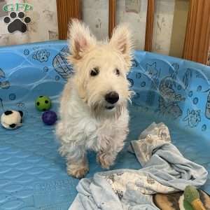 Marcus, Scottish Terrier Puppy