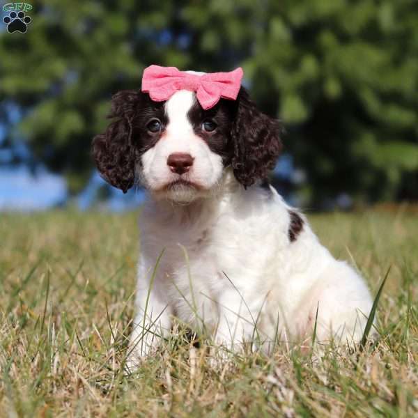 Marigold, Springerdoodle Puppy