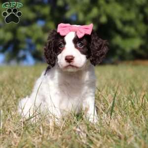 Marigold, Springerdoodle Puppy