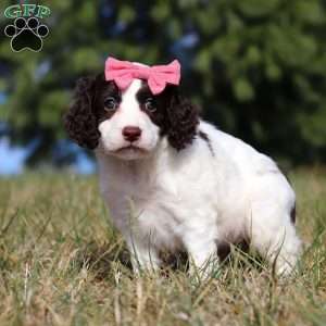 Marigold, Springerdoodle Puppy