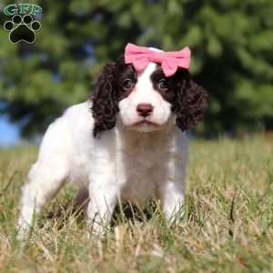 Marigold, Springerdoodle Puppy