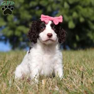 Marigold, Springerdoodle Puppy