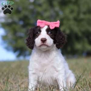 Marigold, Springerdoodle Puppy