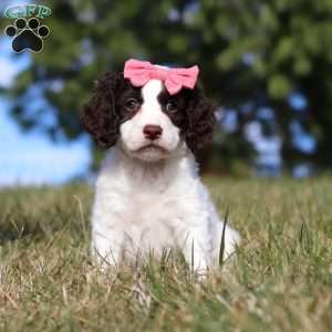 Marigold, Springerdoodle Puppy