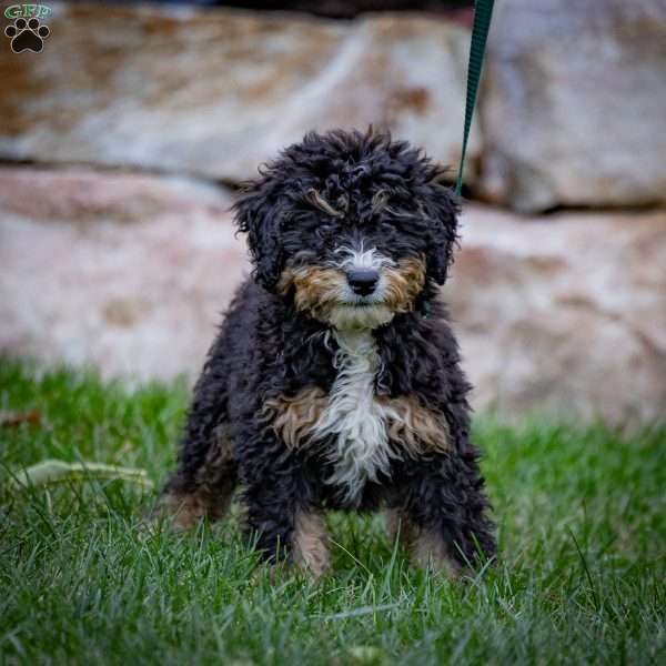 Marla, Mini Bernedoodle Puppy