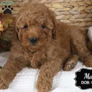 Max, Miniature Poodle Puppy