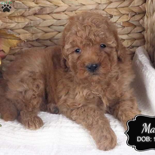 Max, Miniature Poodle Puppy