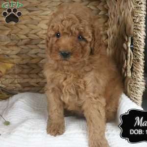 Max, Miniature Poodle Puppy