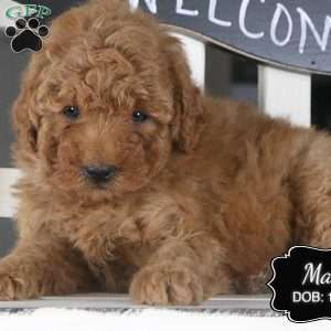 Max, Miniature Poodle Puppy