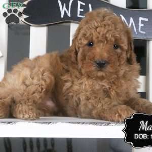 Max, Miniature Poodle Puppy