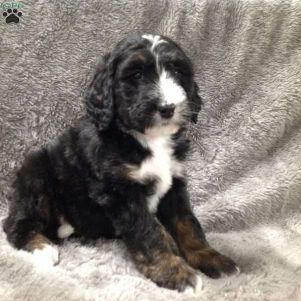 Mia, Bernedoodle Puppy