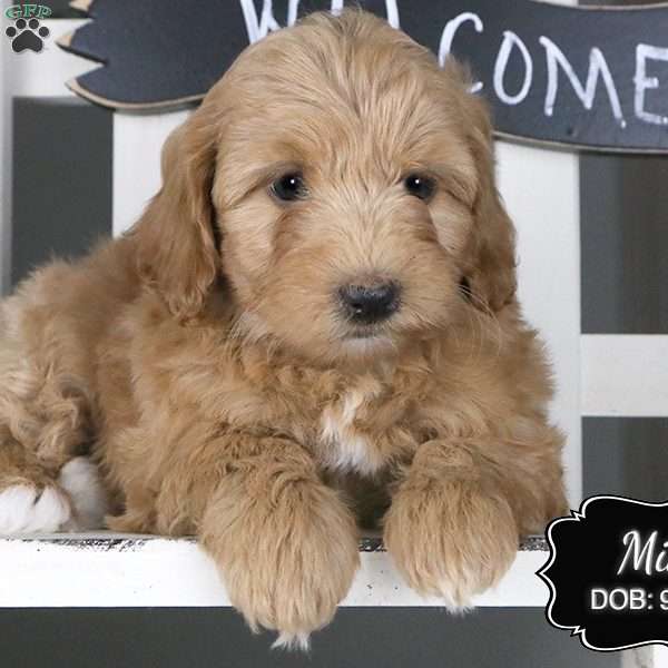 Mia, Cockapoo Puppy