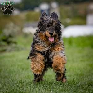 Mose, Cavapoo Puppy