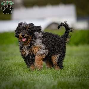 Mose, Cavapoo Puppy