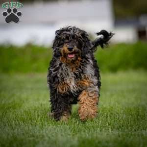 Mose, Cavapoo Puppy