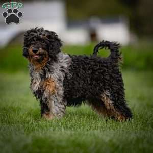 Mose, Cavapoo Puppy