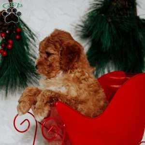 Nellie, Mini Goldendoodle Puppy