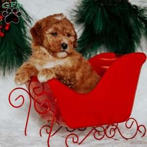 Nellie, Mini Goldendoodle Puppy