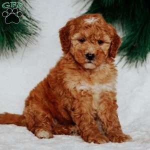 Nellie, Mini Goldendoodle Puppy