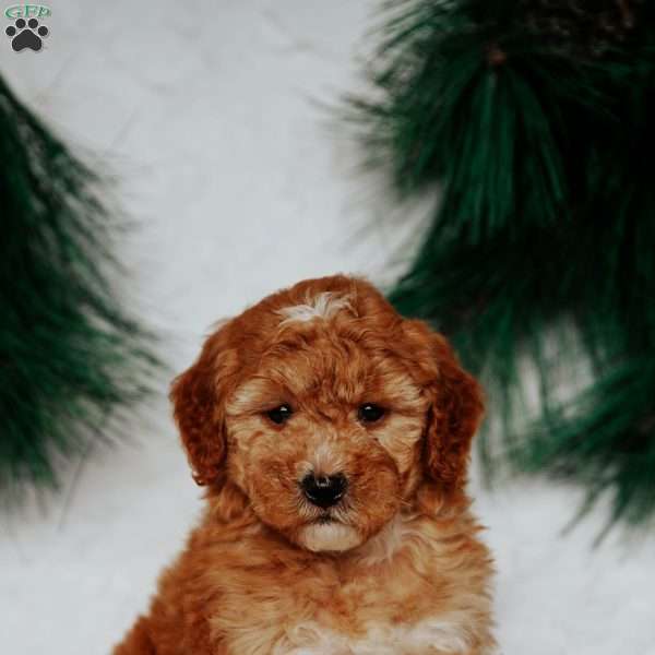 Nellie, Mini Goldendoodle Puppy