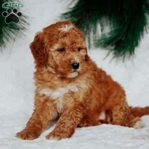 Nellie, Mini Goldendoodle Puppy