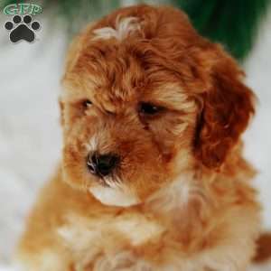 Nellie, Mini Goldendoodle Puppy