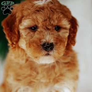 Nellie, Mini Goldendoodle Puppy