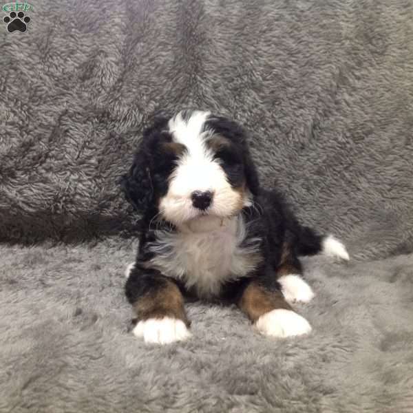 Nicholas, Bernedoodle Puppy