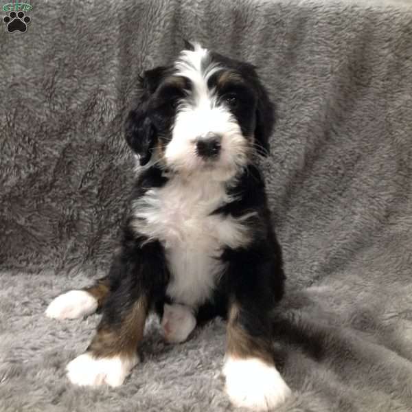 Olaf, Bernedoodle Puppy