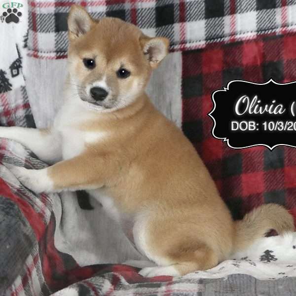 Olivia, Shiba Inu Puppy