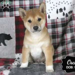 Oscar, Shiba Inu Puppy