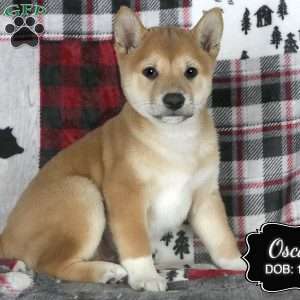 Oscar, Shiba Inu Puppy