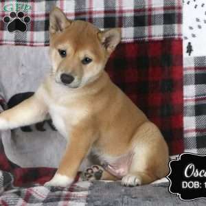 Oscar, Shiba Inu Puppy