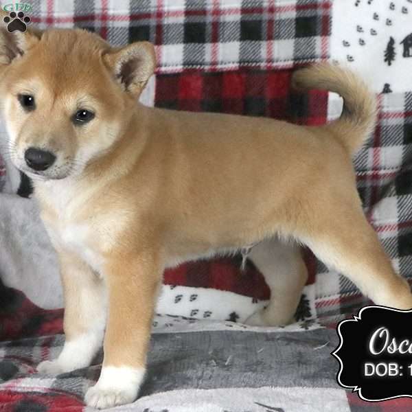 Oscar, Shiba Inu Puppy