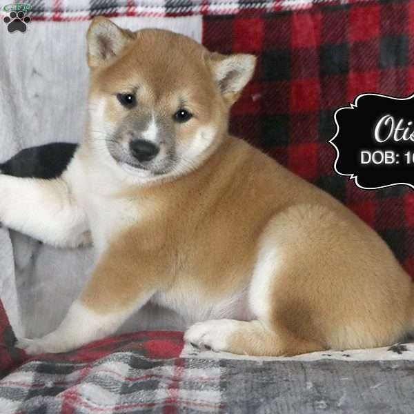 Otis, Shiba Inu Puppy