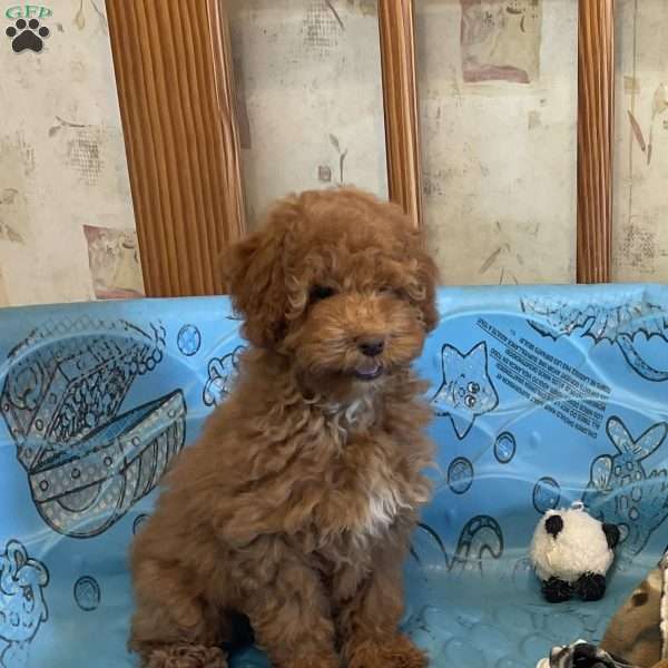 Patsy, Miniature Poodle Puppy