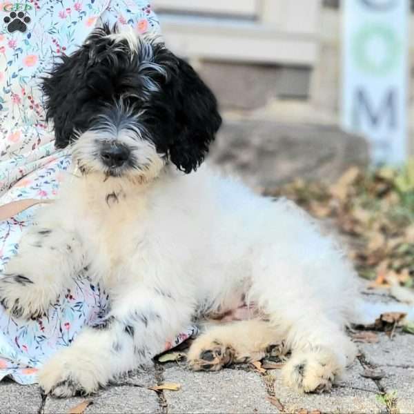 Reid, Portuguese Water Dog Puppy