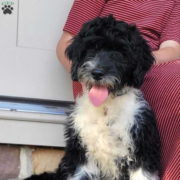 Timber, Portuguese Water Dog Puppy