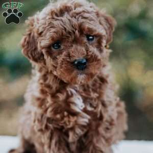 Polly, Miniature Poodle Puppy