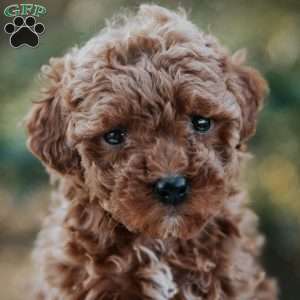 Polly, Miniature Poodle Puppy