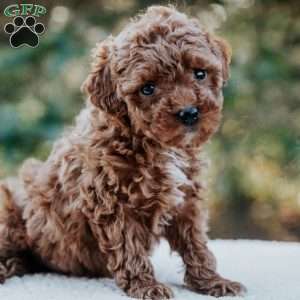 Polly, Miniature Poodle Puppy