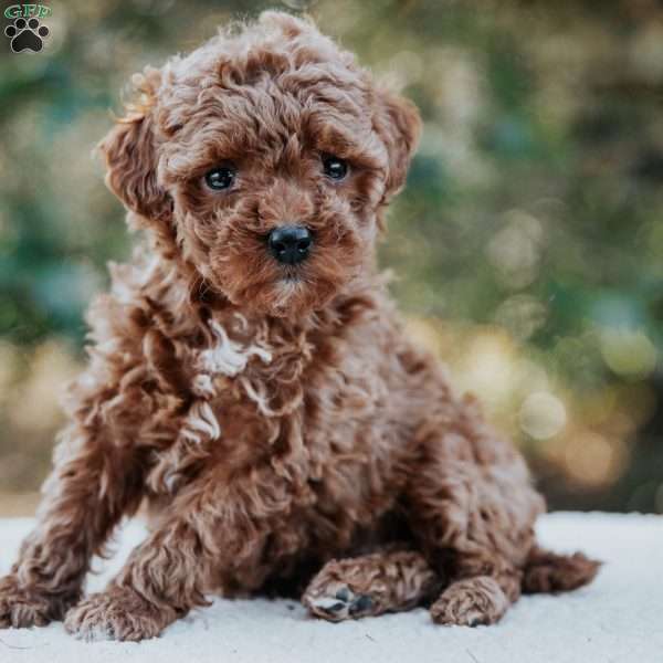 Polly, Miniature Poodle Puppy