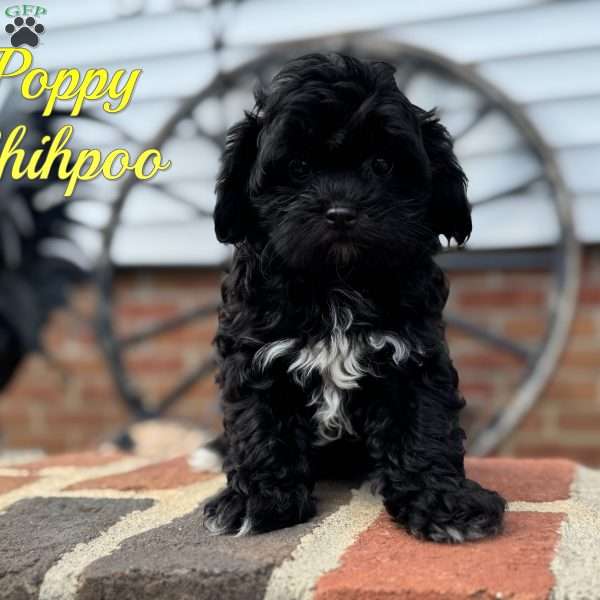 Poppy, Shih-Poo Puppy