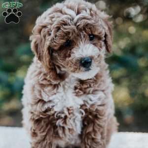 Raine, Miniature Poodle Mix Puppy