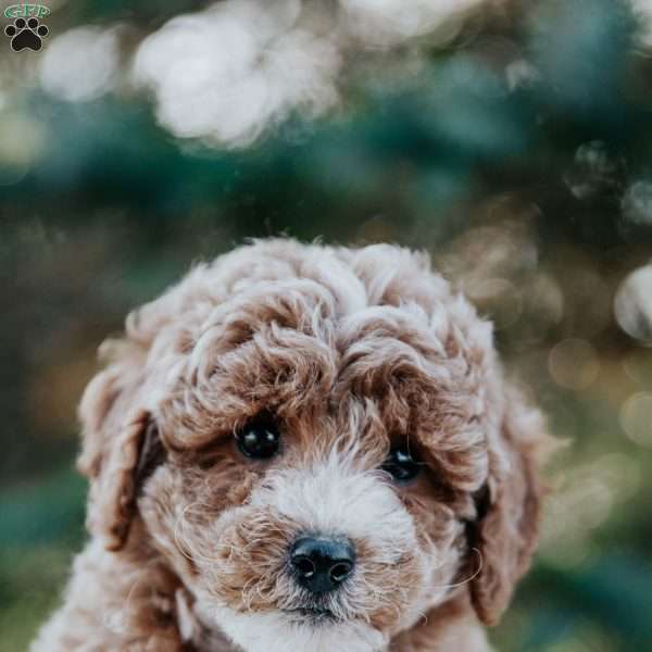 Raine, Miniature Poodle Mix Puppy