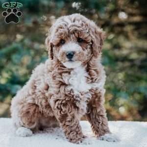 Raine, Miniature Poodle Mix Puppy